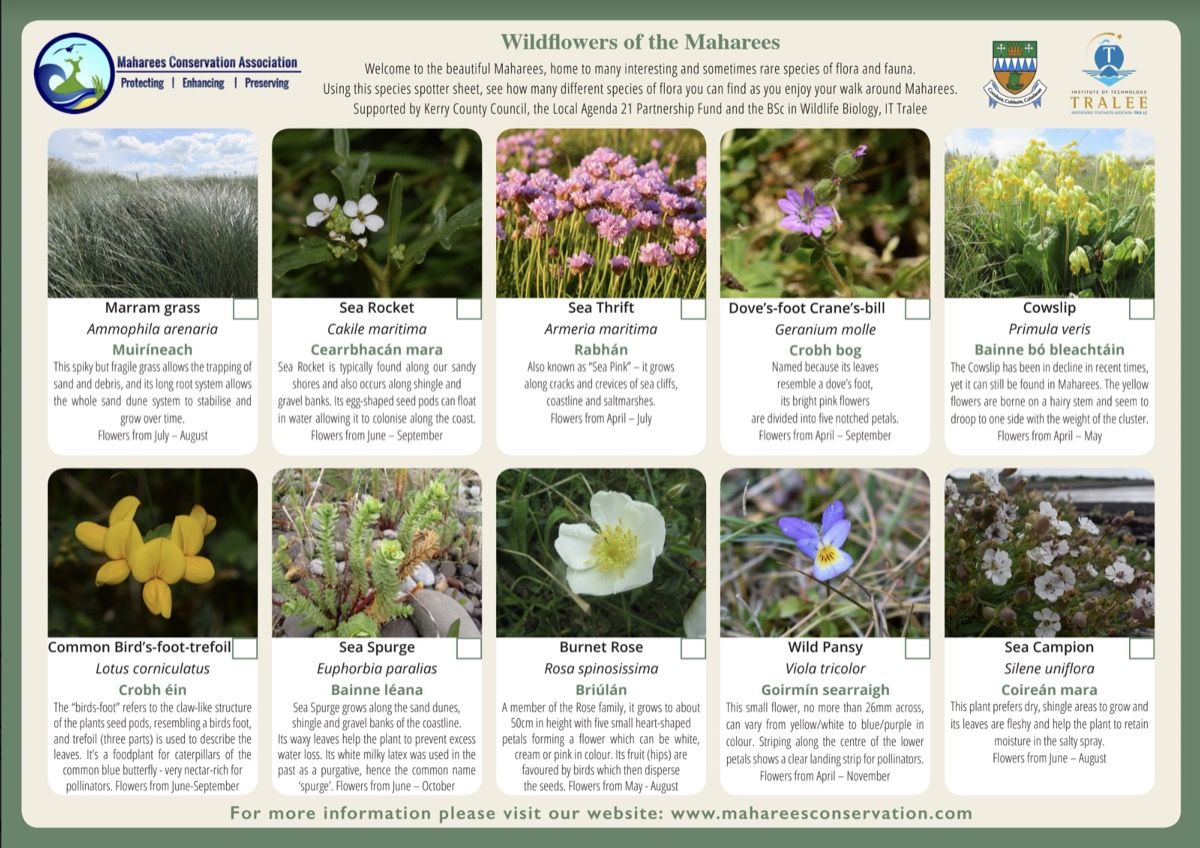 Wildflowers 2