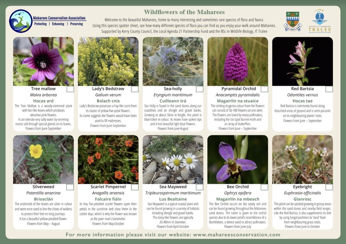 Wildflowers 1