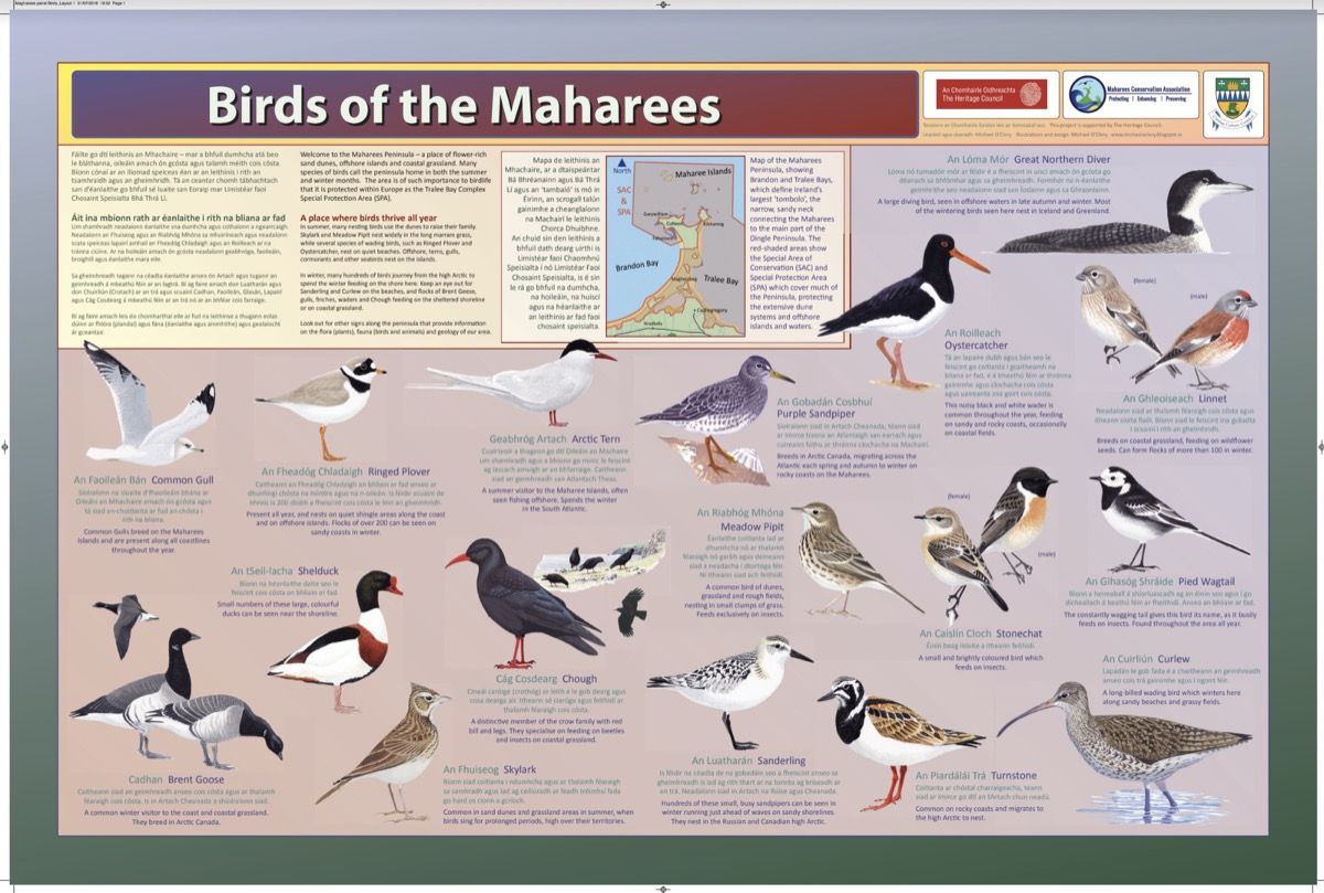Birds Guide
